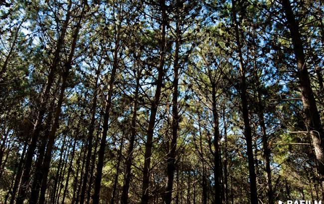 CRUCE BAJO NIVEL - CRISÓLOGO LARRALDE - FF.CC. MITRE
